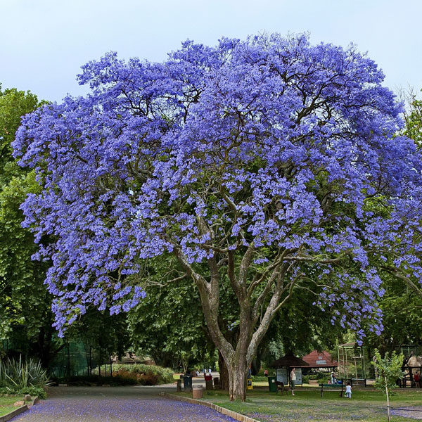 7 loại cây bóng mát có hoa đẹp năm 2020-  Greenlife